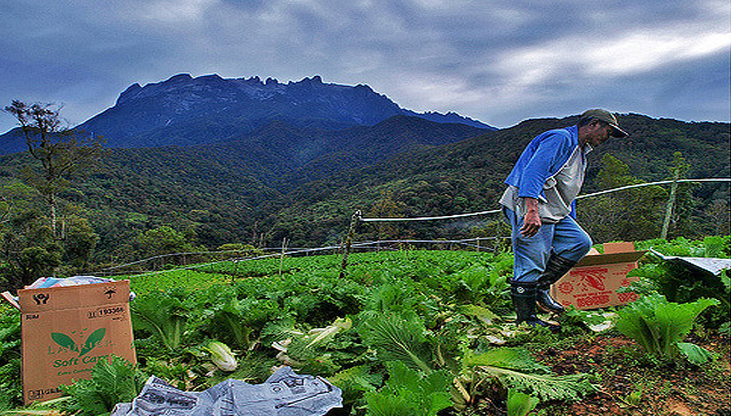 Cuaca panas tidak jejas pengeluaran sayur tanah tinggi | Sabah Post