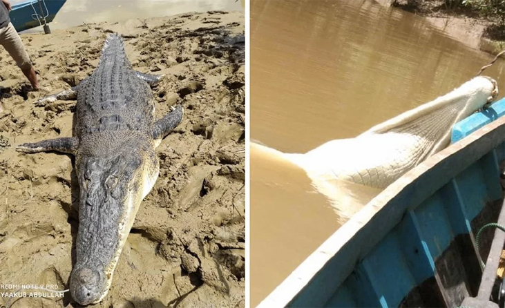 Buaya Baham Pemuda Di Sungai Kalabakan Bulan Lalu Berjaya Ditangkap Sabah Post