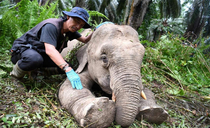 Sayangilah Gajah Pygmy Borneo Sabah Post